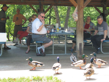visiting ducks didn't mind the heat or the sun