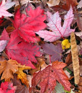 Autumn leaf colors