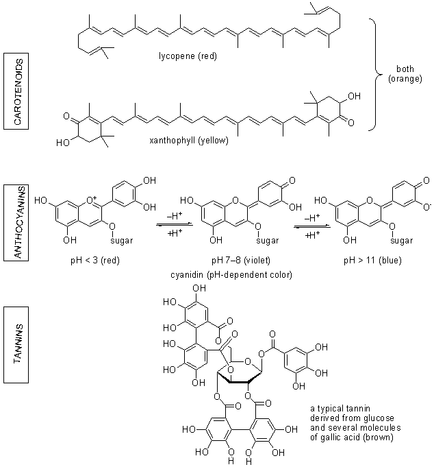 Structures of leaf pigments